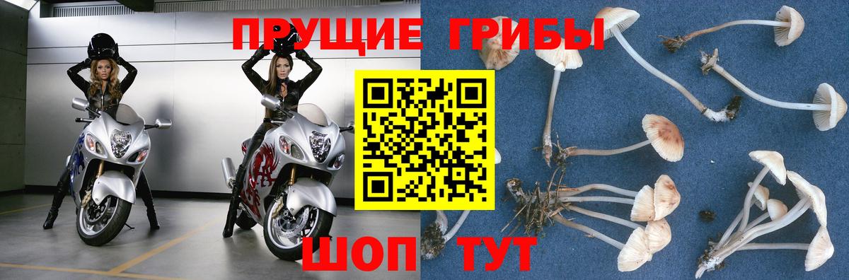 Галлюциногенные грибы Psilocybe  Вход с VPN  хочу   Богородск  Галлюциногенные грибы ЛСД 